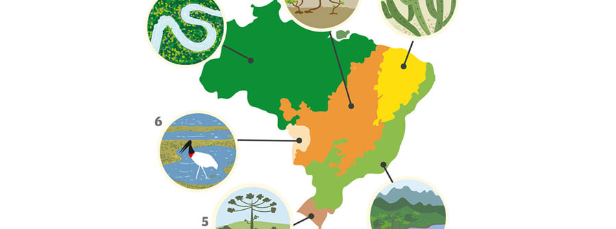 Quais S O Os Seis Biomas Brasileiros Entenda Um Pouco Mais Sobre Eles
